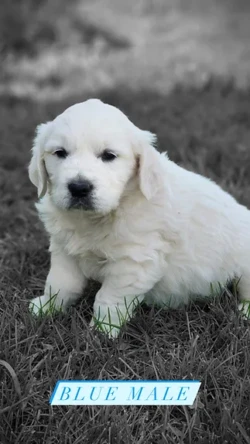 Blue golden retriever puppy