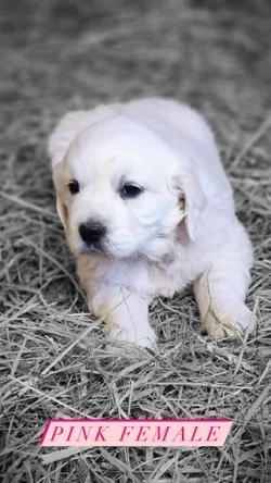 Pink golden retriever puppy