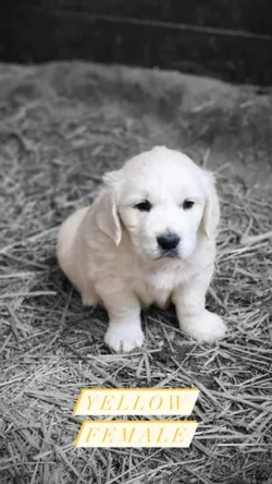 Yellow golden retriever puppy